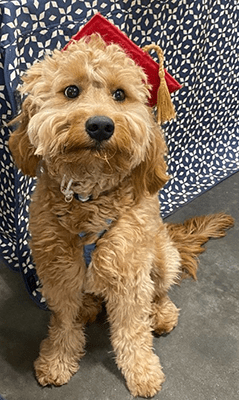 cute dog in graduation hat